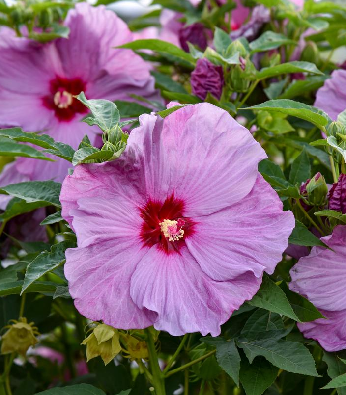 3G PW Hibiscus Summerific 'Lilac Crush' - Rose Mallow - 1021115