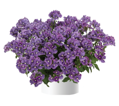 4.5" Nemesia
