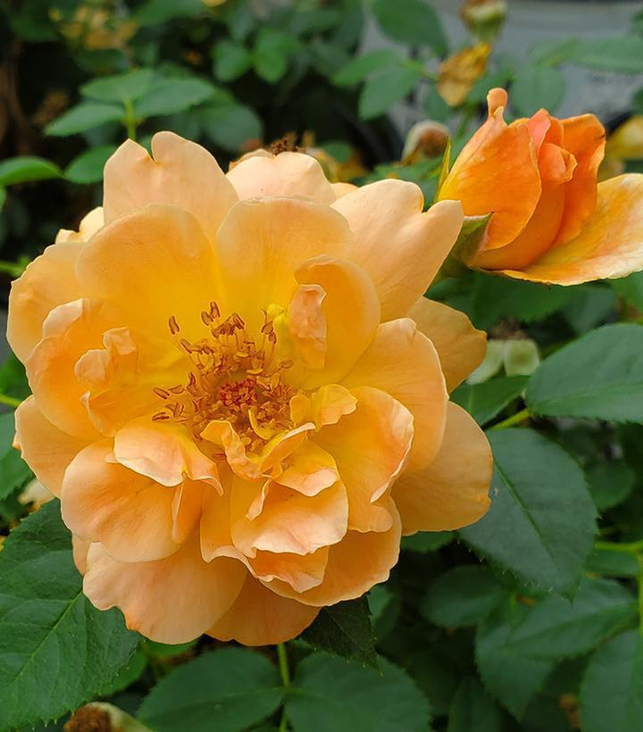 3G PW Rose Bush - Rosa X 'At Last' - Orange - 1009201