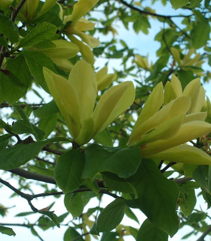 3G Magnolia X 'Butterflies' Magnolia 1001884
