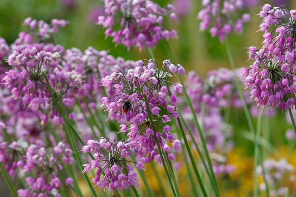 1G Allium cernuum Wild Nodding Onion 1009891