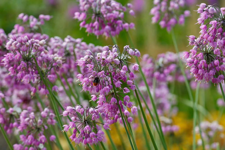1G Allium cernuum Wild Nodding Onion 1009891