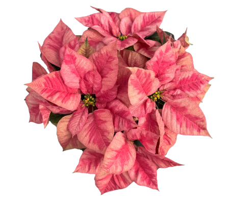 6.5" Poinsettia - Christmas Beauty Prince