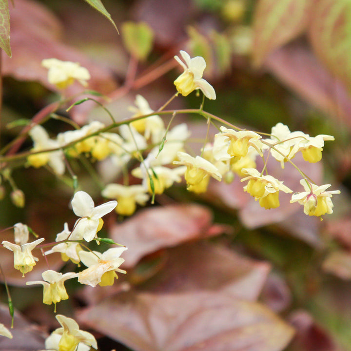 Epimedium versicolor 'Sulphureum'  - Sulphureum Bishop's Hat