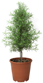 7.5" Rosemary Standard - P2085