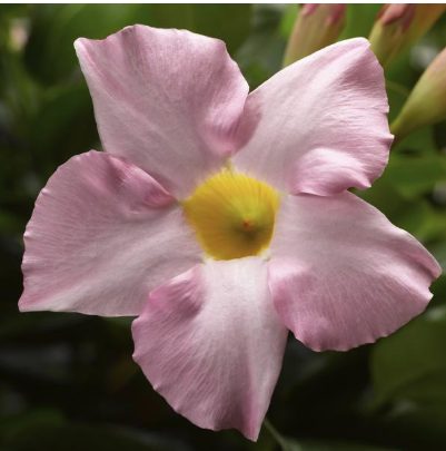 11" HB Mandevilla Hanging Basket
