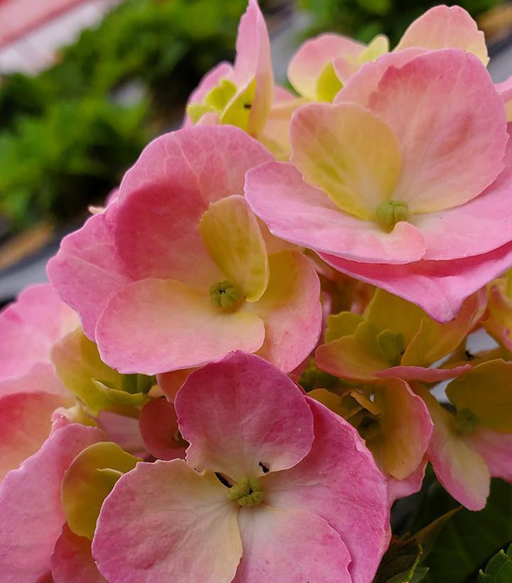 3G Hydrangea mac. 'Let's Dance Sky View' ('SMNHSME') L.D Sky View® Reblooming Hydrangea: Patent PP34,327 1014660