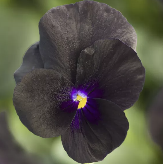 806 Viola - Penny Black