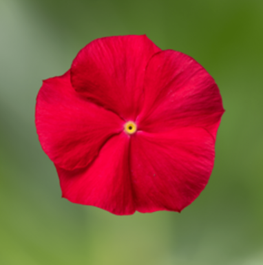 4.5" Vinca Flowering