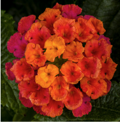 8" TP Lantana