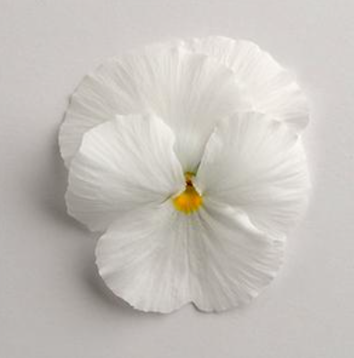 5.5" Pansy - Spring Matrix White