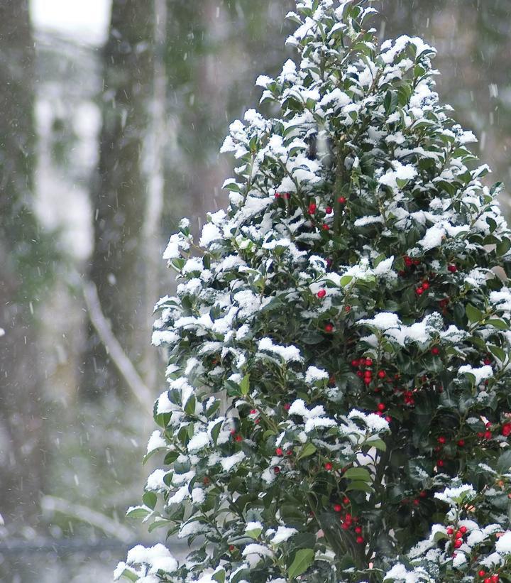 5G Ilex X Meserveae 'Castle Spire' - Holly - 1004847