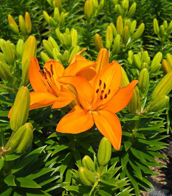 1G Lilium Fantasiatic 'Peach' - Lily - 1015507