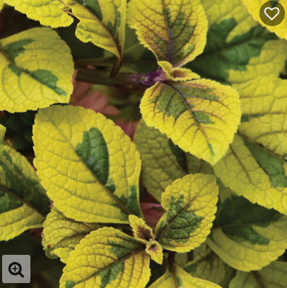 4.5" Plectranthus - Fancifillers
