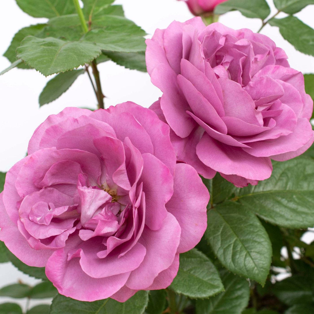 Bloomables® Sunbelt® Plum Perfect™ Rose