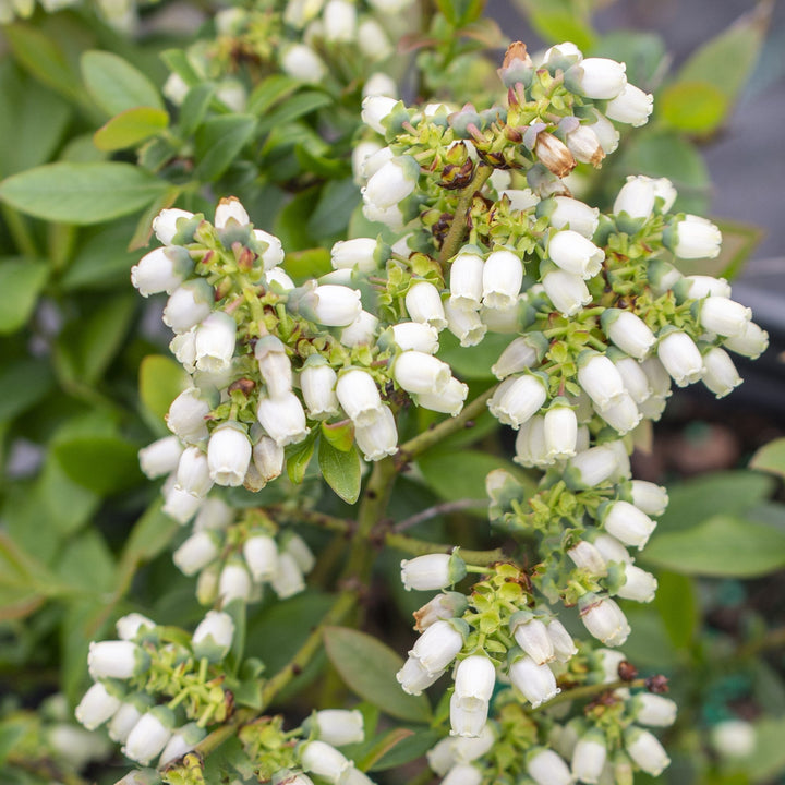 Bushel and Berry® Perpetua® Blueberry