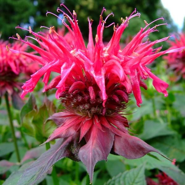Monarda 'Cherry Pops'  - Sugar Buzz® 'Cherry Pops' Bee Balm