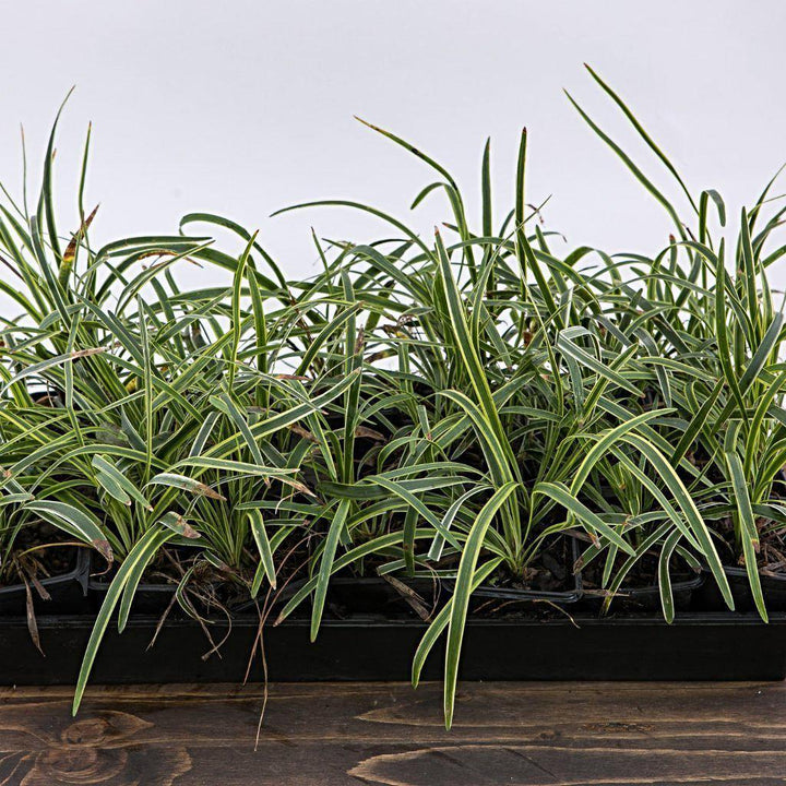 Variegated Lily Turf