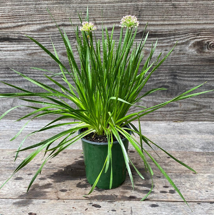 Millenium Ornamental Onion