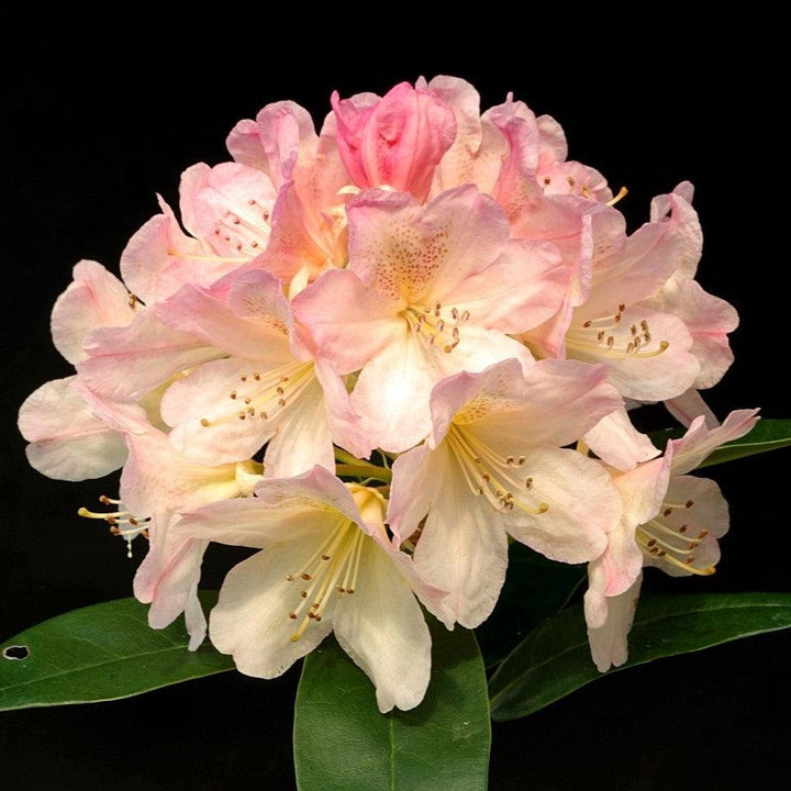 Rhododendron yakushimanum 'Percy Wiseman'  - Percy Wiseman Rhododendron