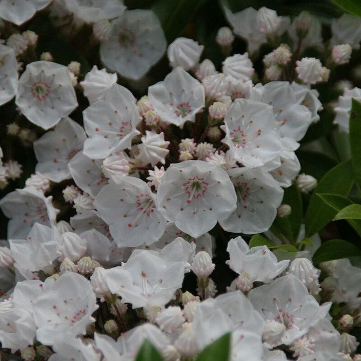 Elf Mountain Laurel
