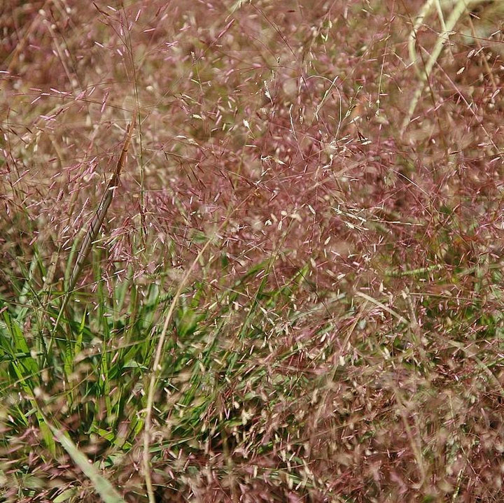 Eragrostis spectabilis  - Purple Lovegrass