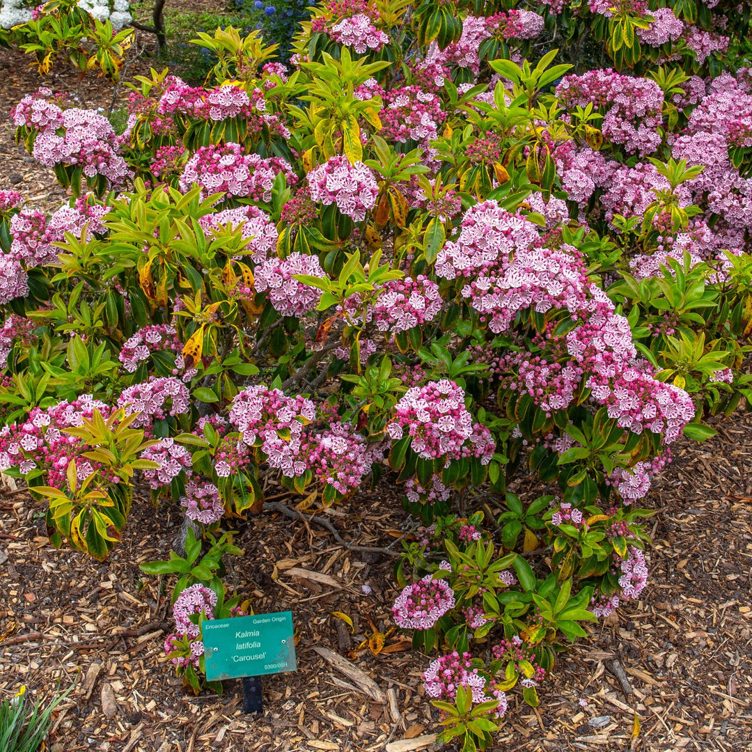 Carousel Mountain Laurel