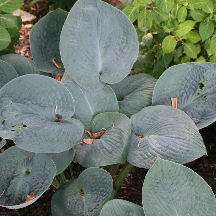Hosta x 'Big Daddy'  - Big Daddy Hosta