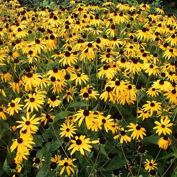 Black-Eyed Susan