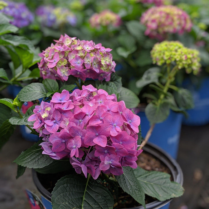 Endless Summer® Summer Crush® Hydrangea