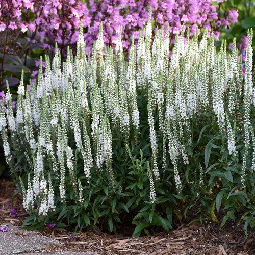 Magic Show® White Wands Speedwell