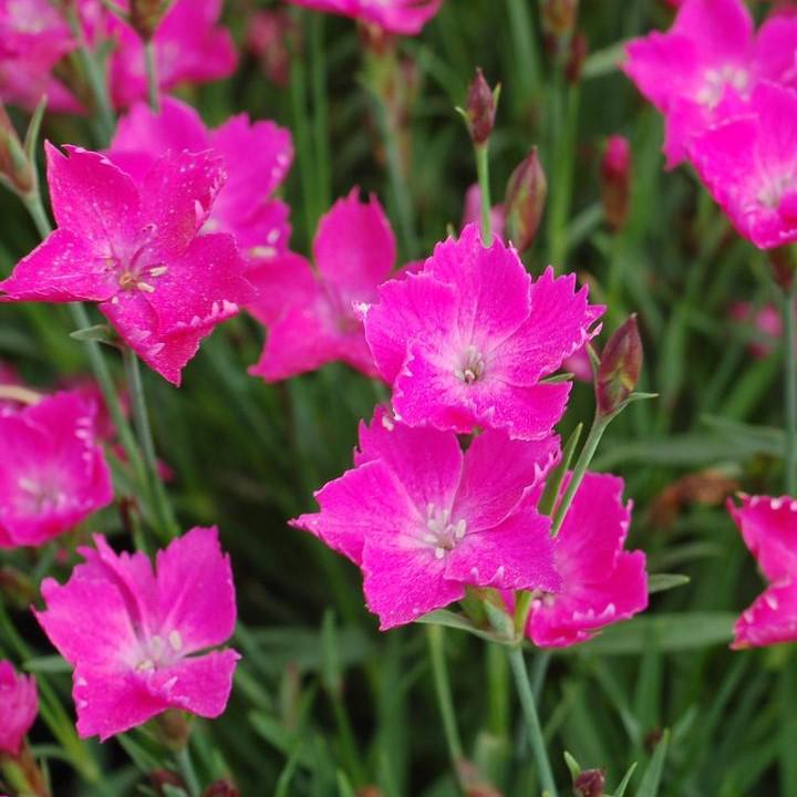 Sunflor® Kahori® Dianthus