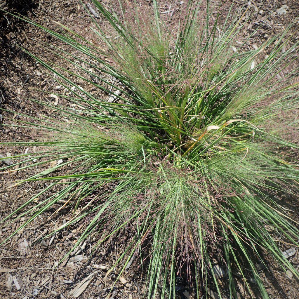 Standing Ovation Little Bluestem