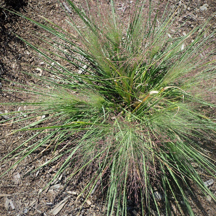 Standing Ovation Little Bluestem