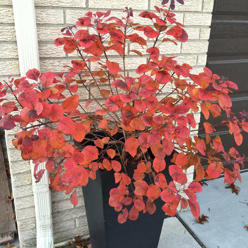 Winecraft Black® Smokebush