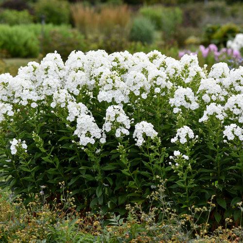 Luminary® Backlight Phlox
