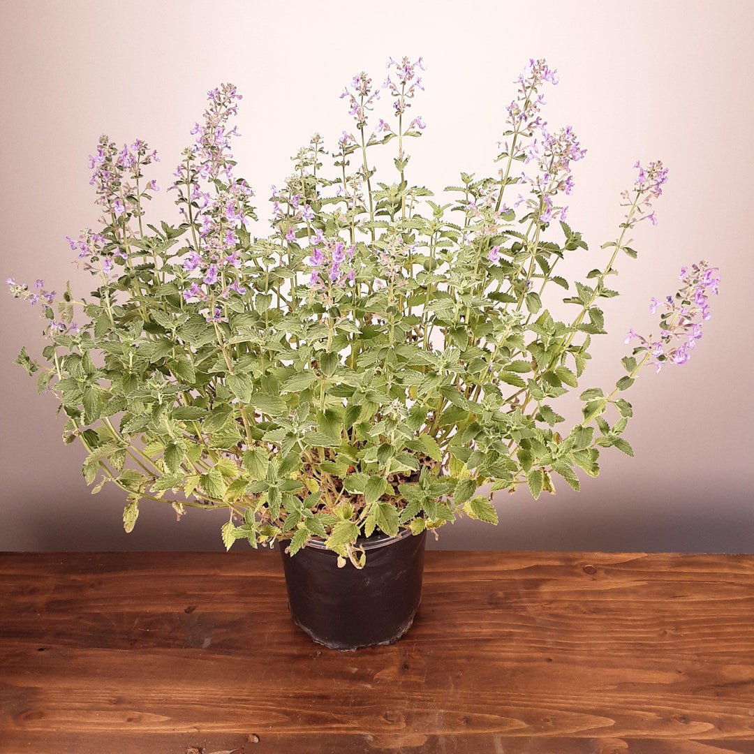 Walker's Low Catmint