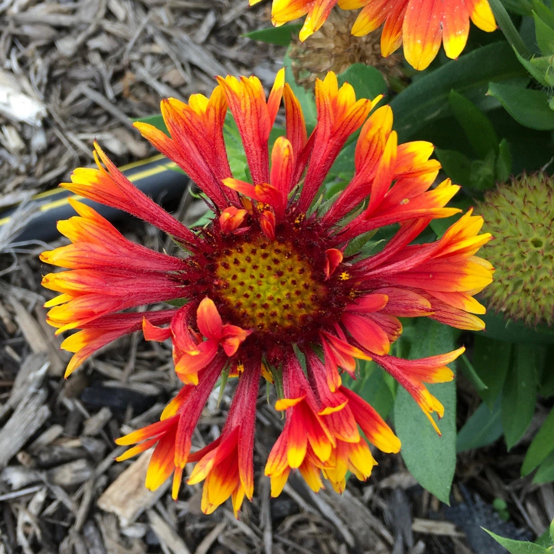 Gaillardia 'Copper Sun'  - Spintop™ Copper Sun Blanket Flower