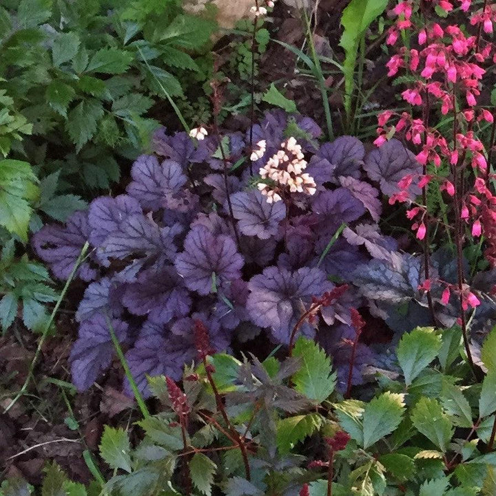 Heuchera 'Grape Expectations'  - Grape Expectations Coral Bells