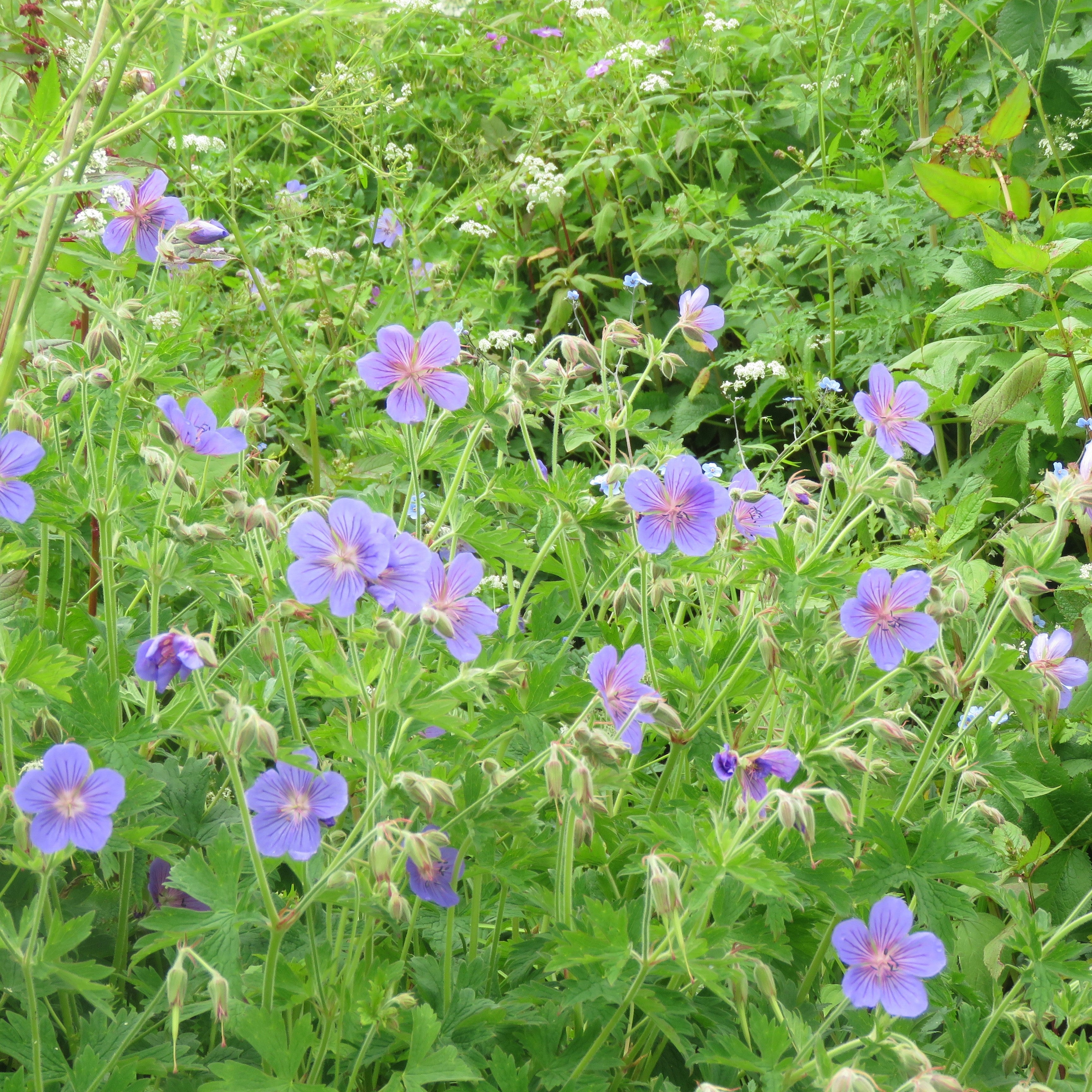 Geranium 'Azure Rush' - Azure Rush Cranesbill – Sunny Valley Farms