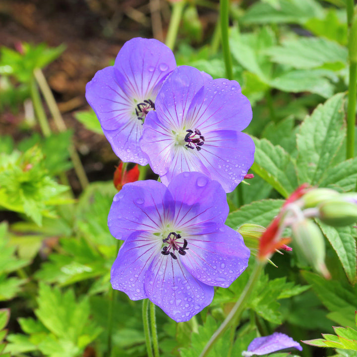 Rozanne Cranesbill