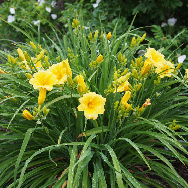 Stella de Oro Daylily