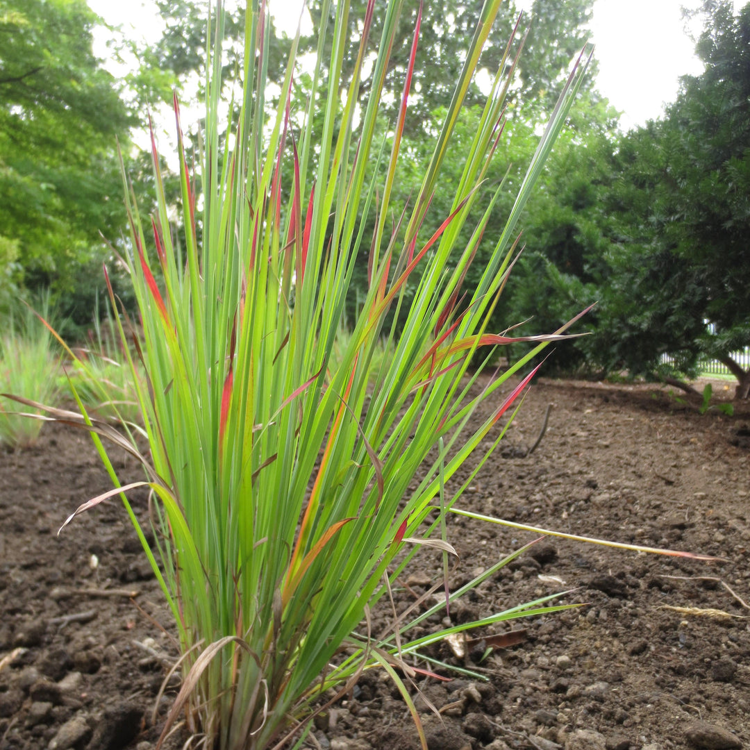 Standing Ovation Little Bluestem