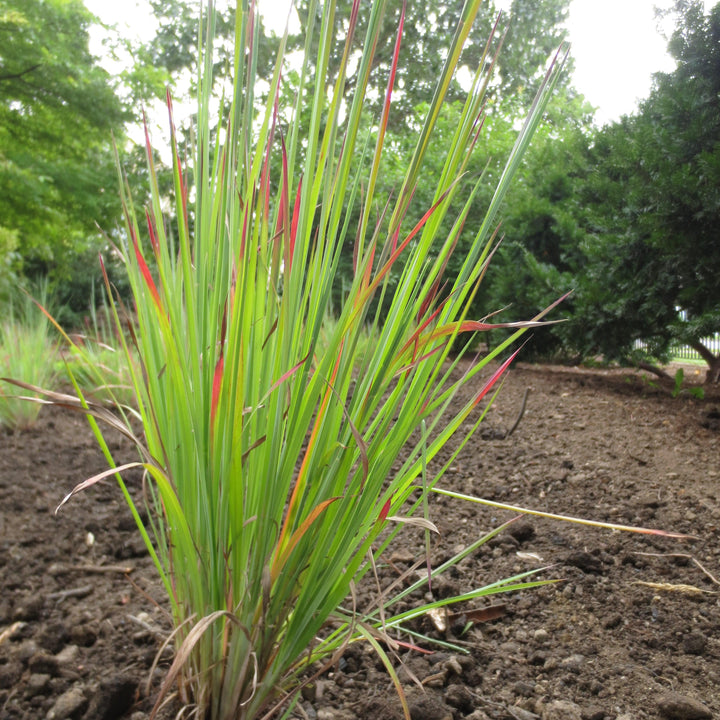Standing Ovation Little Bluestem