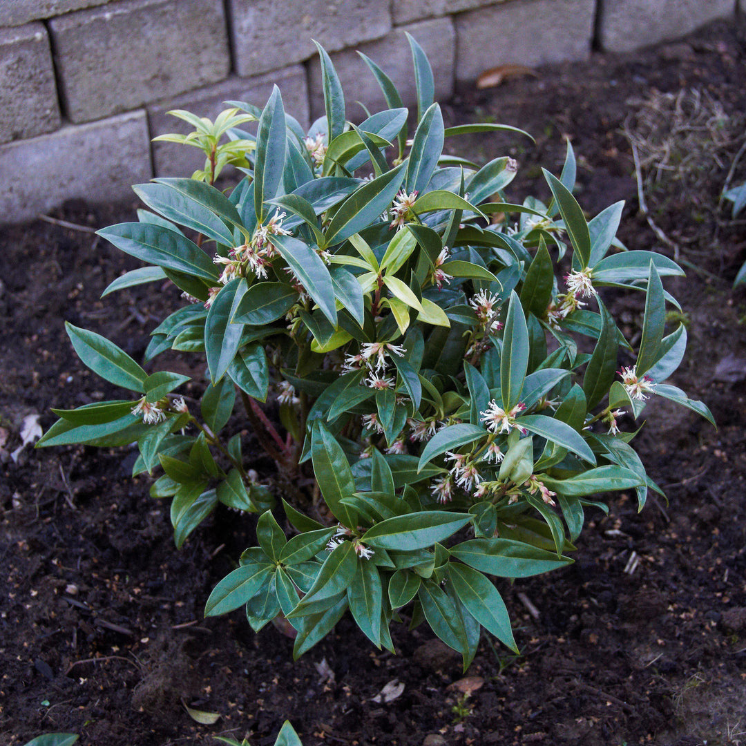 Sarcococca hookeriana var. humilis  - Dwarf Sweetbox