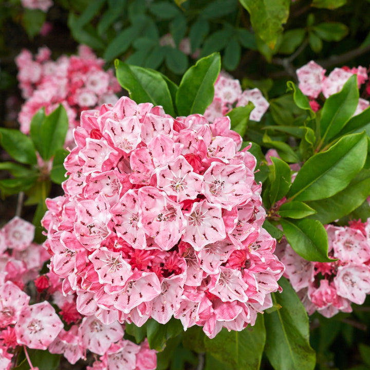 Kalmia latifolia 'Nipmuck'  - Nipmuck Mountain Laurel