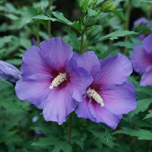 Paraplu Violet® Rose of Sharon