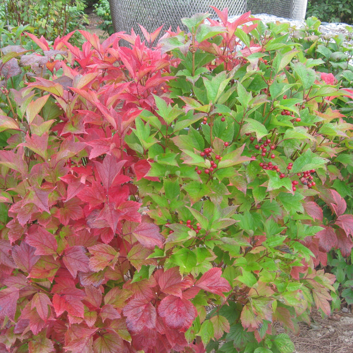 Viburnum trilobum ‘Wentworth’  - Wentworth Viburnum