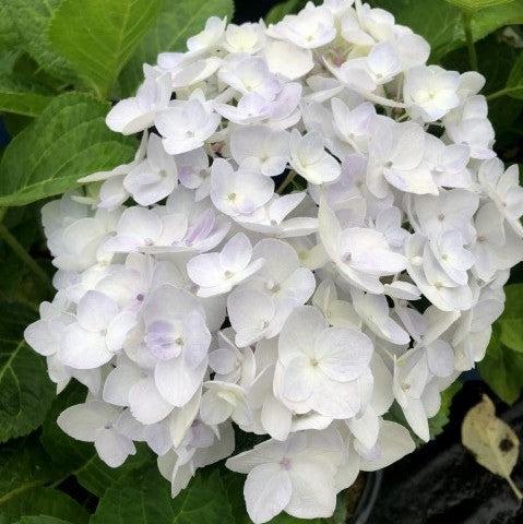Endless Summer® Blushing Bride® Hydrangea