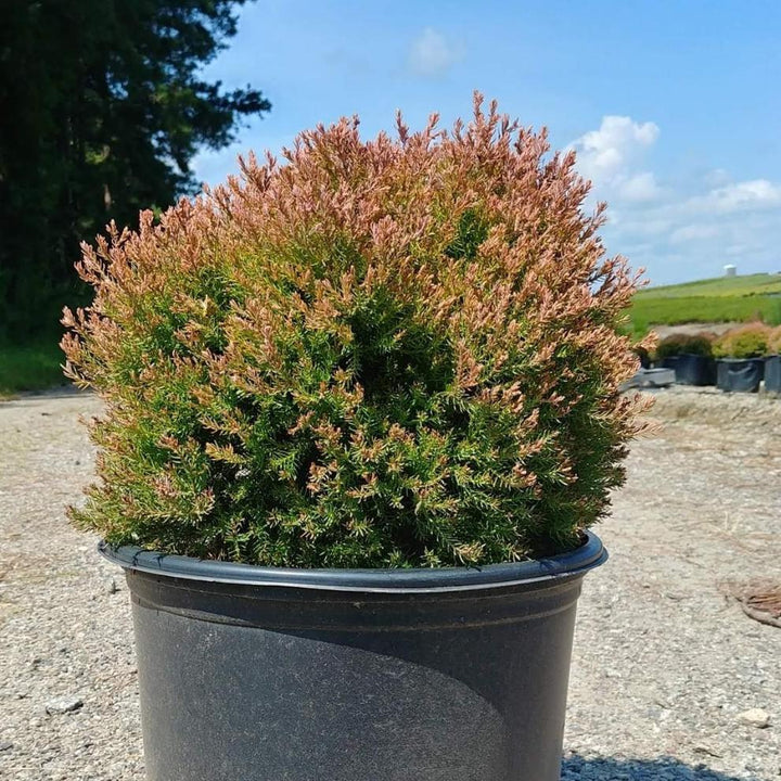 Fire Chief™ Globe Arborvitae